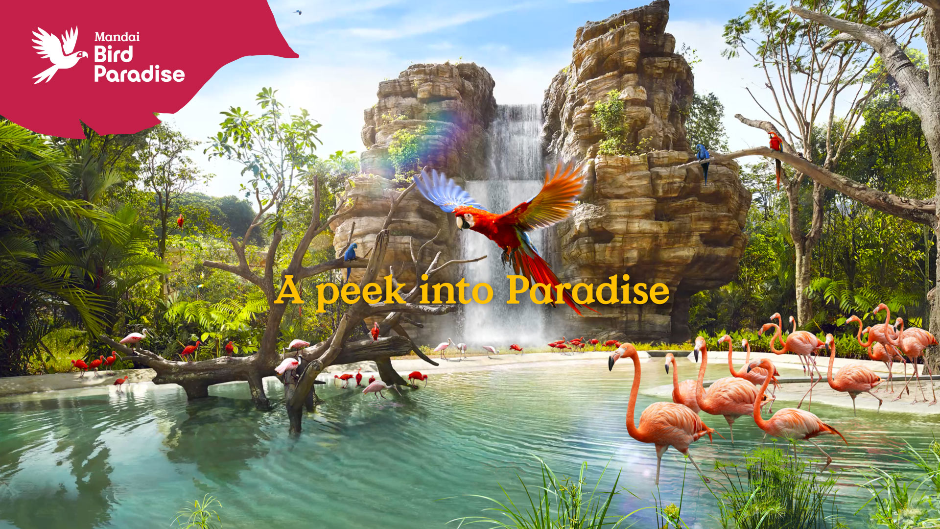 Bird Paradise